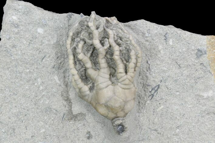 Crinoid (Barycrinus) Fossil - Crawfordsville, Indiana #122957